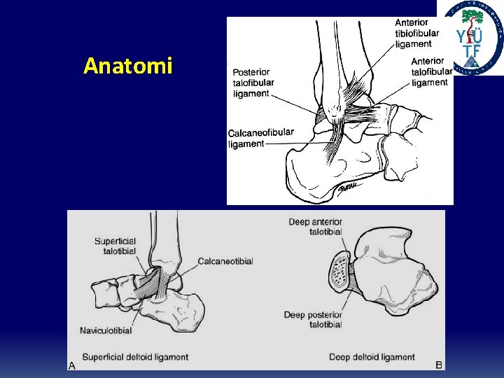 Anatomi 