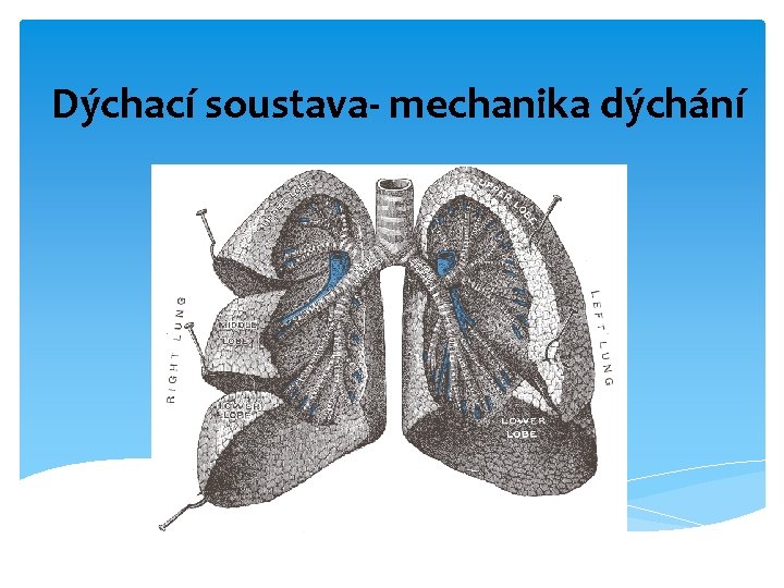 Dýchací soustava- mechanika dýchání 
