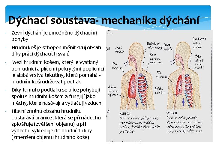 Dýchací soustava- mechanika dýchání - Zevní dýchání je umožněno dýchacími pohyby - Hrudní koš