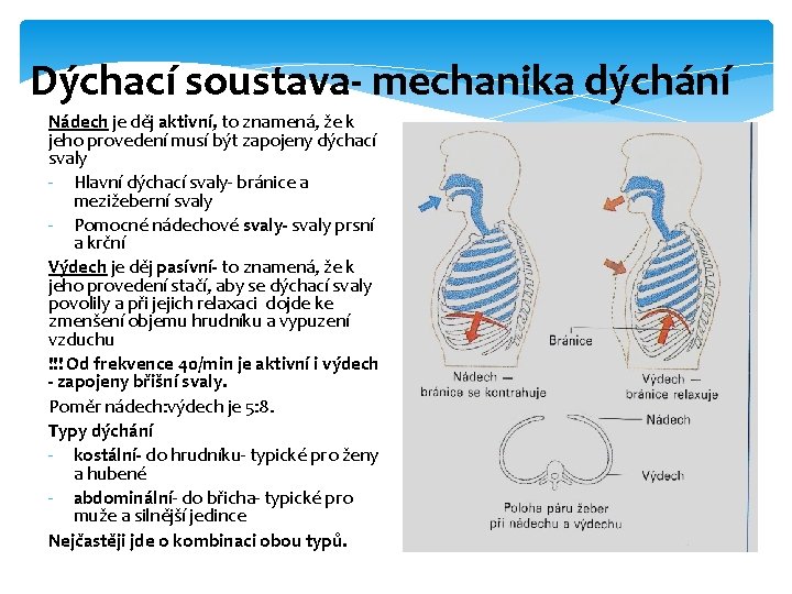 Dýchací soustava- mechanika dýchání Nádech je děj aktivní, to znamená, že k jeho provedení