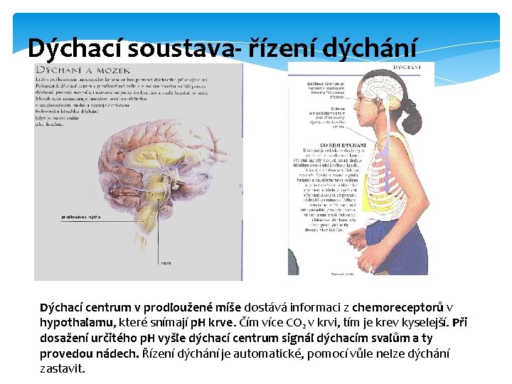 Dýchací soustava- řízení dýchání Dýchací centrum v prodloužené míše dostává informaci z chemoreceptorů v