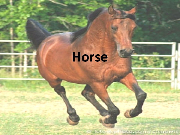 Horse 