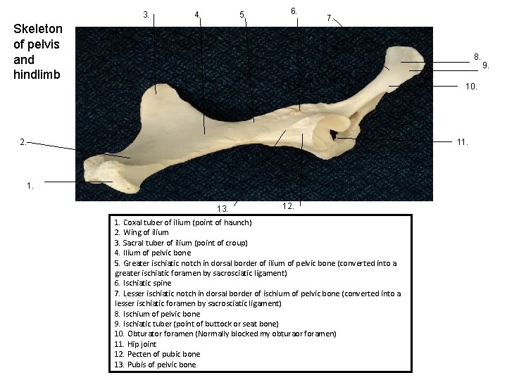 3. 4. 5. 6. Skeleton of pelvis and hindlimb 7. 8. 10. 2. 11.