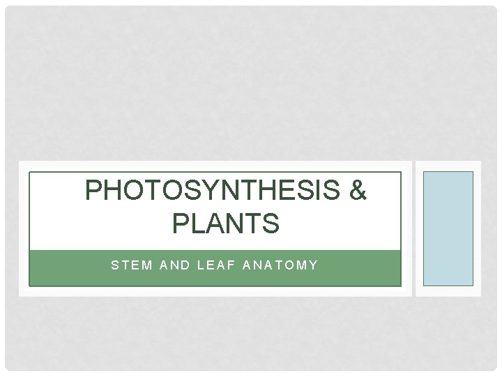 PHOTOSYNTHESIS & PLANTS STEM AND LEAF ANATOMY 