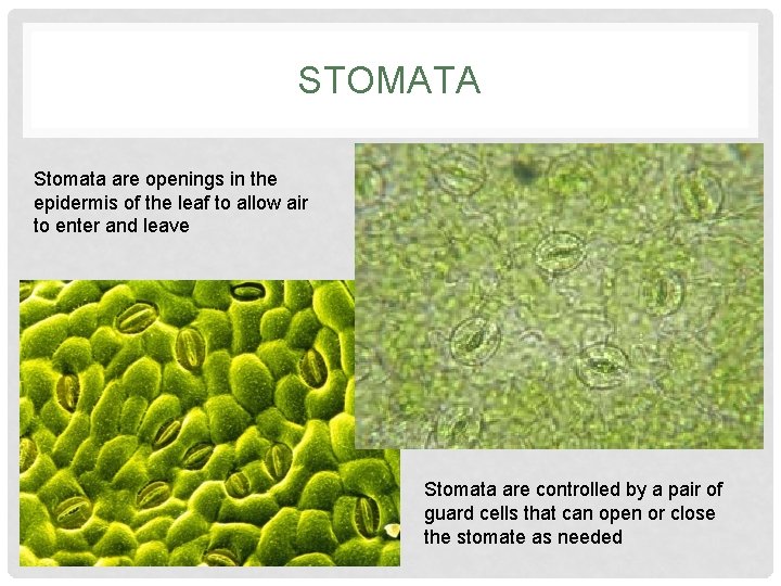STOMATA Stomata are openings in the epidermis of the leaf to allow air to