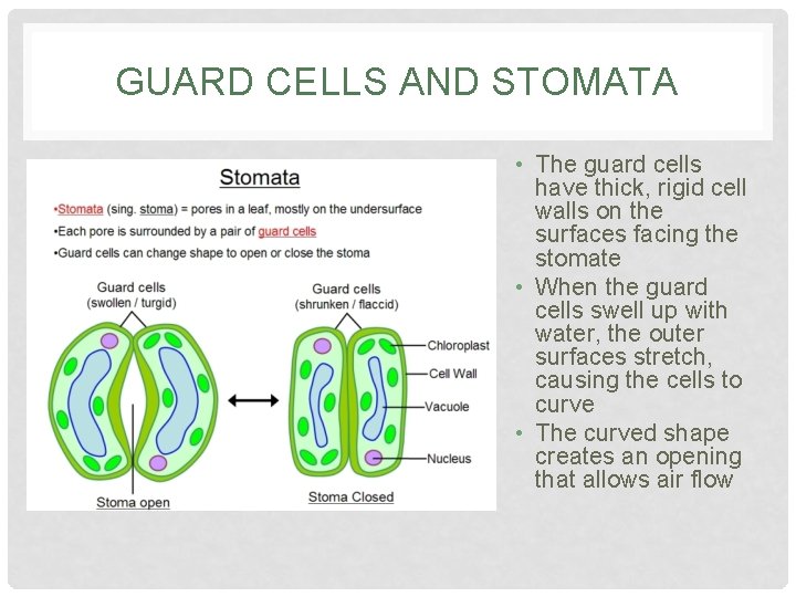 GUARD CELLS AND STOMATA • The guard cells have thick, rigid cell walls on