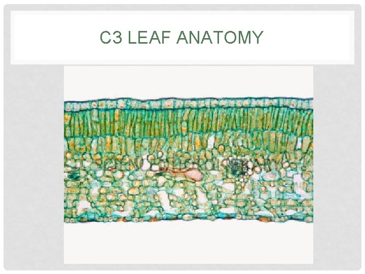 C 3 LEAF ANATOMY 