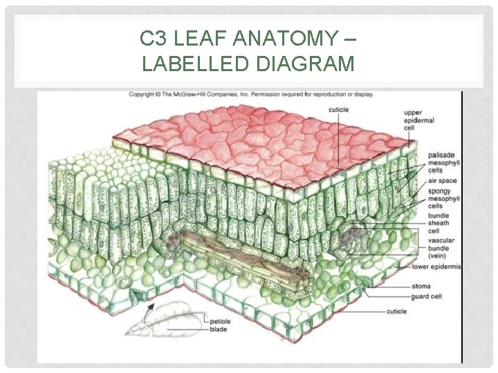 C 3 LEAF ANATOMY – LABELLED DIAGRAM 
