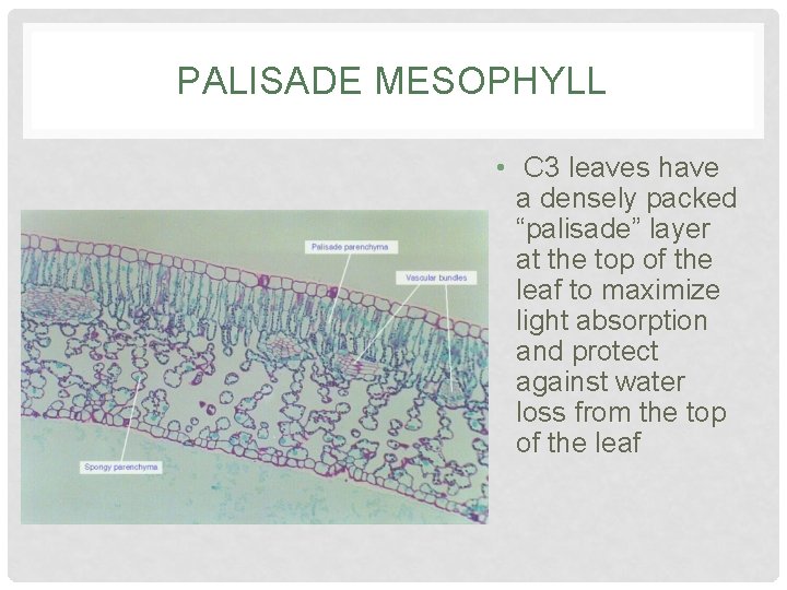 PALISADE MESOPHYLL • C 3 leaves have a densely packed “palisade” layer at the PALISADE MESOPHYLL • C 3 leaves have a densely packed “palisade” layer at the