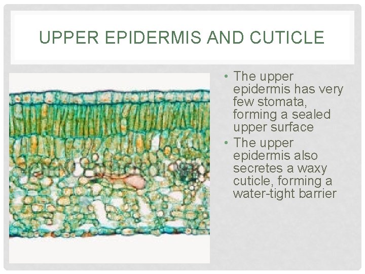 UPPER EPIDERMIS AND CUTICLE • The upper epidermis has very few stomata, forming a