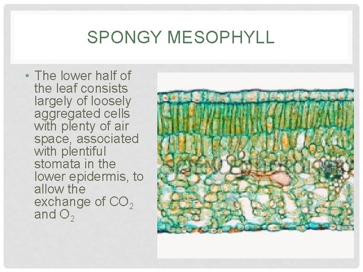 SPONGY MESOPHYLL • The lower half of the leaf consists largely of loosely aggregated SPONGY MESOPHYLL • The lower half of the leaf consists largely of loosely aggregated