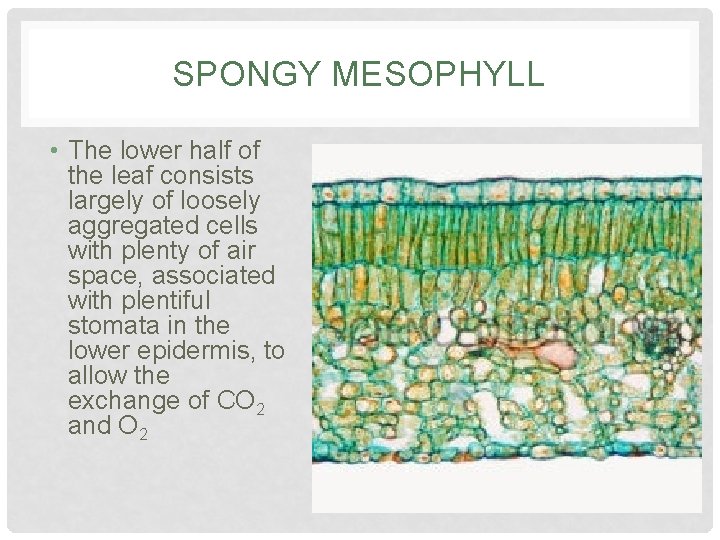 SPONGY MESOPHYLL • The lower half of the leaf consists largely of loosely aggregated