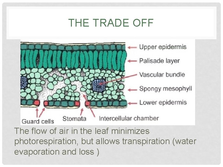 THE TRADE OFF The flow of air in the leaf minimizes photorespiration, but allows