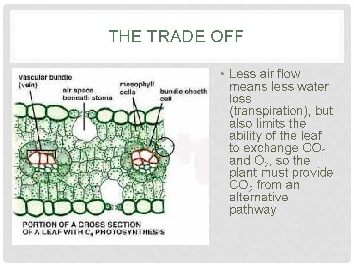 THE TRADE OFF • Less air flow means less water loss (transpiration), but also