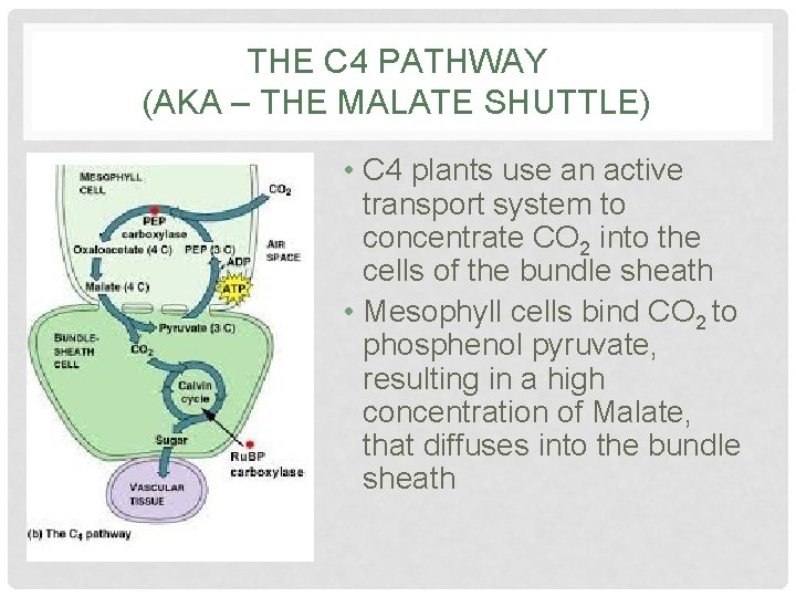 THE C 4 PATHWAY (AKA – THE MALATE SHUTTLE) • C 4 plants use THE C 4 PATHWAY (AKA – THE MALATE SHUTTLE) • C 4 plants use