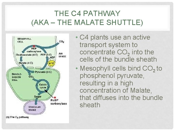 THE C 4 PATHWAY (AKA – THE MALATE SHUTTLE) • C 4 plants use