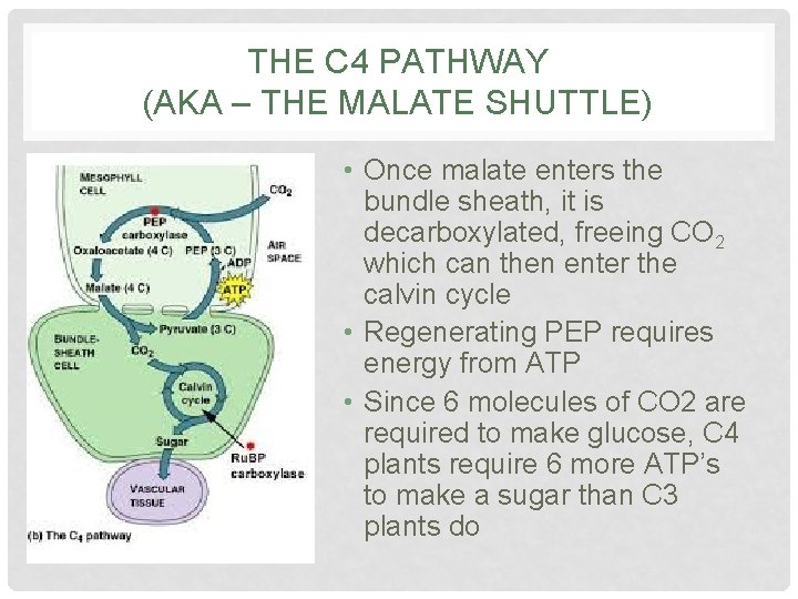 THE C 4 PATHWAY (AKA – THE MALATE SHUTTLE) • Once malate enters the
