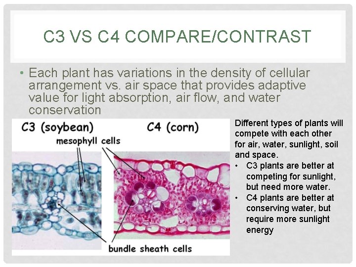 C 3 VS C 4 COMPARE/CONTRAST • Each plant has variations in the density