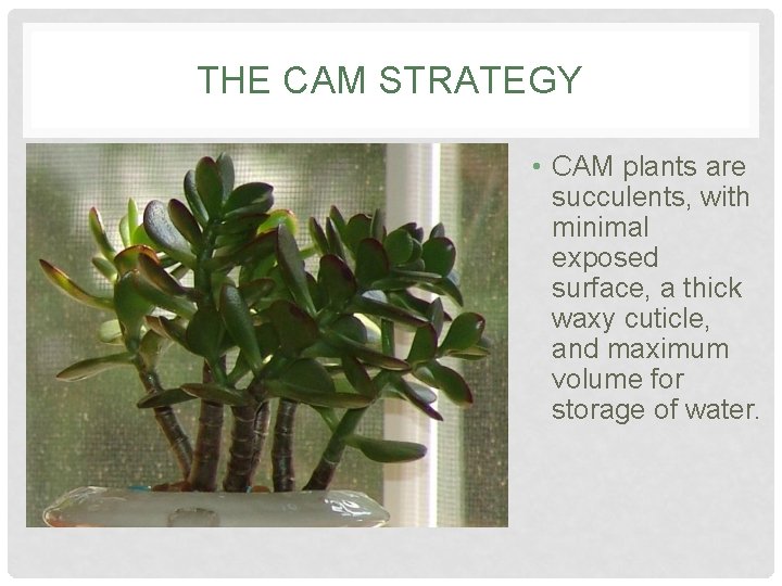 THE CAM STRATEGY • CAM plants are succulents, with minimal exposed surface, a thick THE CAM STRATEGY • CAM plants are succulents, with minimal exposed surface, a thick