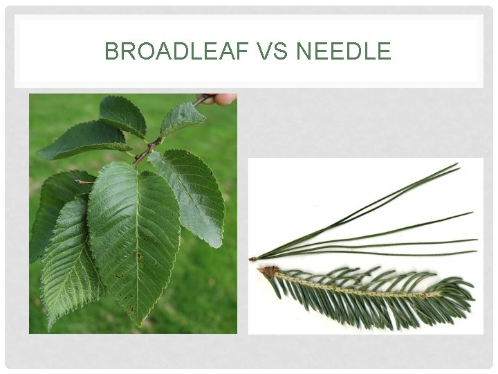 BROADLEAF VS NEEDLE 