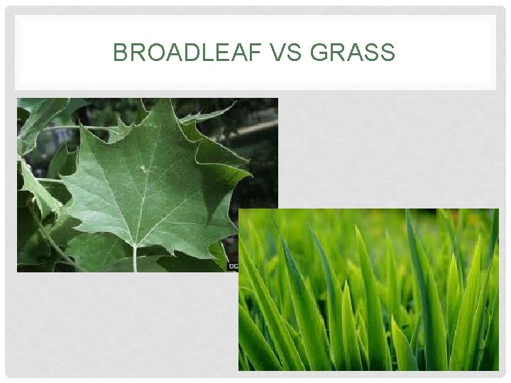 BROADLEAF VS GRASS 