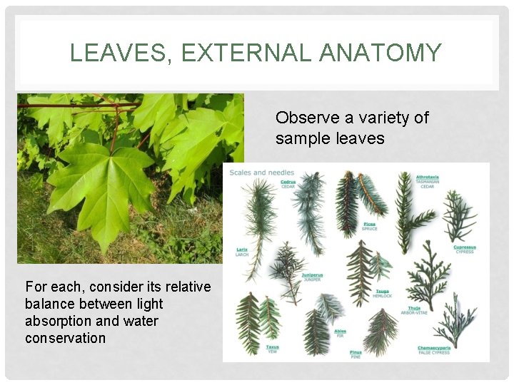 LEAVES, EXTERNAL ANATOMY Observe a variety of sample leaves For each, consider its relative