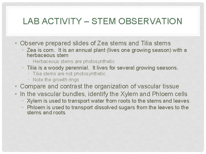 LAB ACTIVITY – STEM OBSERVATION • Observe prepared slides of Zea stems and Tilia