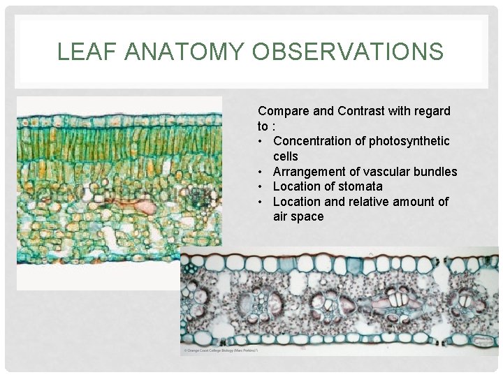 LEAF ANATOMY OBSERVATIONS Compare and Contrast with regard to : • Concentration of photosynthetic LEAF ANATOMY OBSERVATIONS Compare and Contrast with regard to : • Concentration of photosynthetic