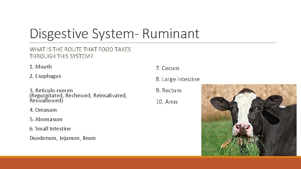 Disgestive System- Ruminant WHAT IS THE ROUTE THAT FOOD TAKES THROUGH THIS SYSTEM? 1.