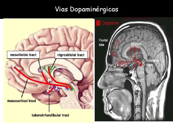 Vias Dopaminérgicas 