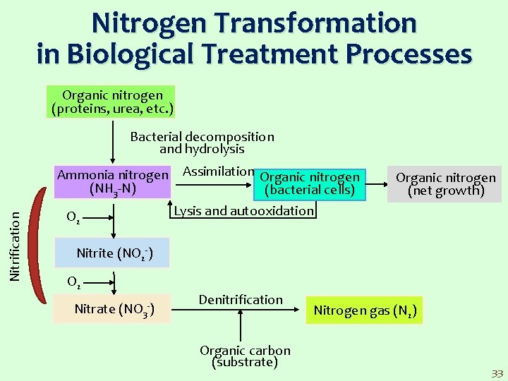 Nitrogen Transformation in Biological Treatment Processes Organic nitrogen (proteins, urea, etc. ) Nitrification Bacterial