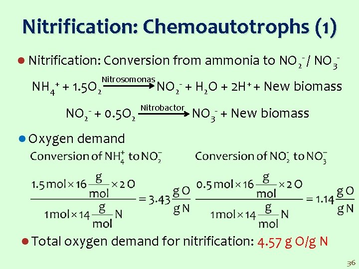 Nitrification: Chemoautotrophs (1) l Nitrification: Conversion from ammonia to NO 2 / NO 3