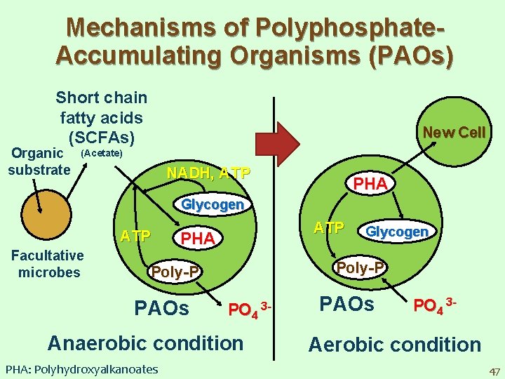 Mechanisms of Polyphosphate. Accumulating Organisms (PAOs) Short chain fatty acids (SCFAs) Organic substrate New