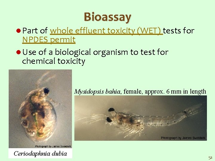 Bioassay l Part of whole effluent toxicity (WET) tests for NPDES permit l Use