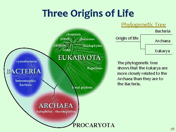 Three Origins of Life Phylogenetic Tree Bacteria Origin of life Archaea Eukarya The phylogenetic