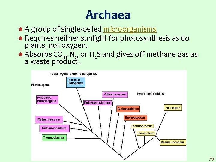 Archaea l A group of single celled microorganisms l Requires neither sunlight for photosynthesis