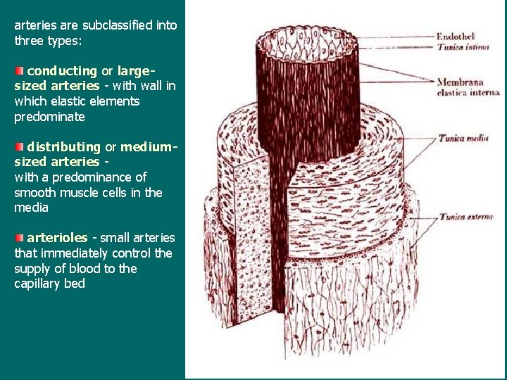 arteries are subclassified into three types: conducting or largesized arteries - with wall in