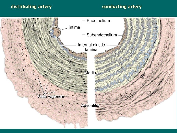  distributing artery conducting artery 