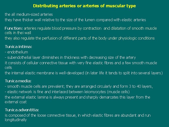 Distributing arteries or arteries of muscular type the all medium-sized arteries they have thicker