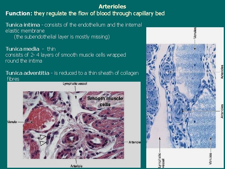 Arterioles Function: they regulate the flow of blood through capillary bed Tunica intima -
