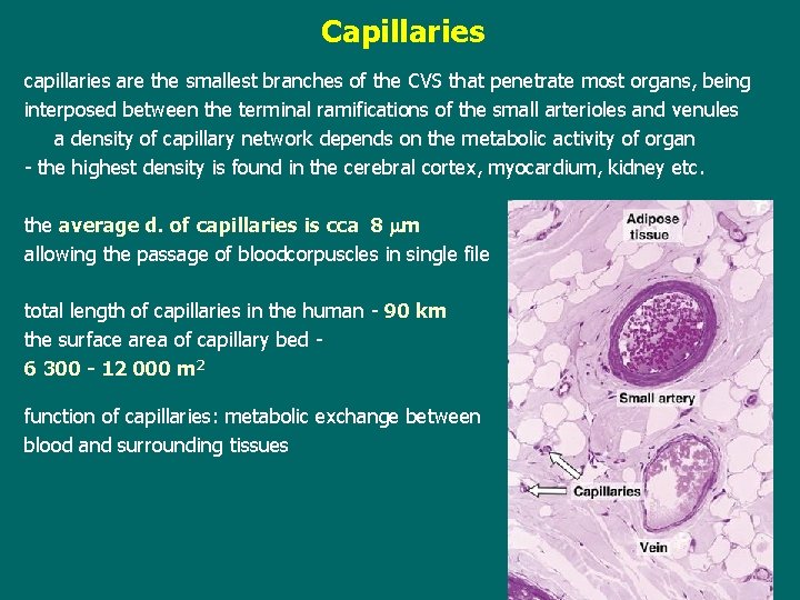 Capillaries capillaries are the smallest branches of the CVS that penetrate most organs, being