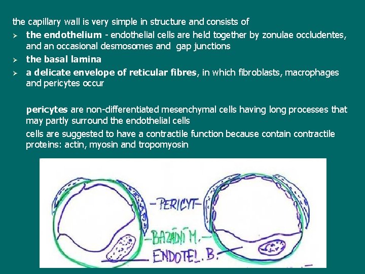 the capillary wall is very simple in structure and consists of Ø the endothelium