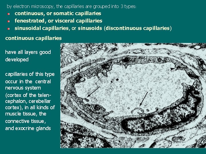 by electron microscopy, the capillaries are grouped into 3 types: continuous, or somatic capillaries