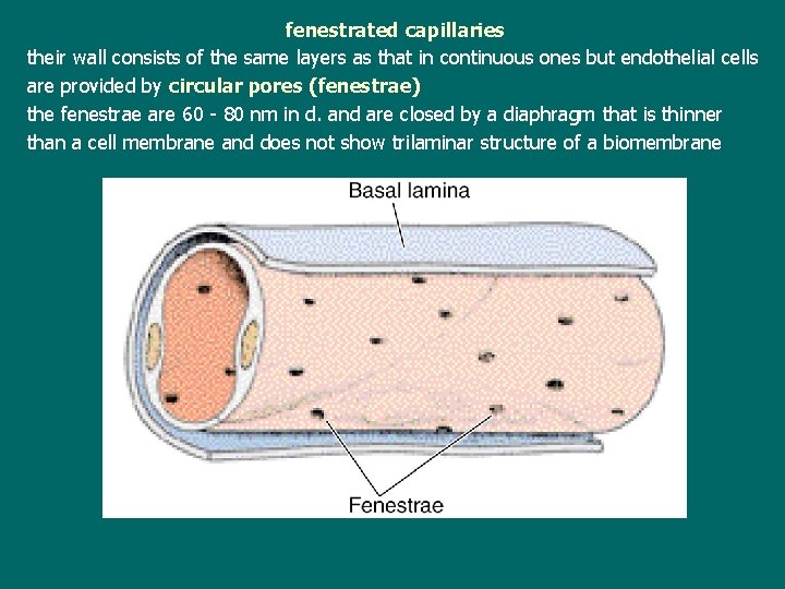 fenestrated capillaries their wall consists of the same layers as that in continuous ones