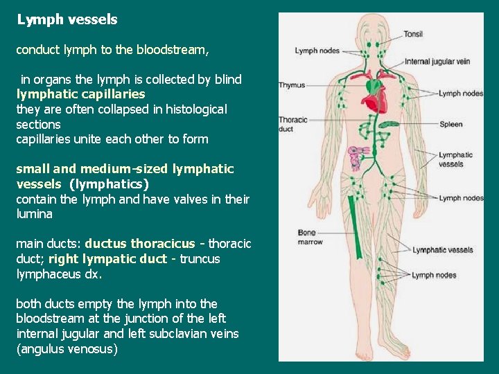 Lymph vessels conduct lymph to the bloodstream, in organs the lymph is collected by