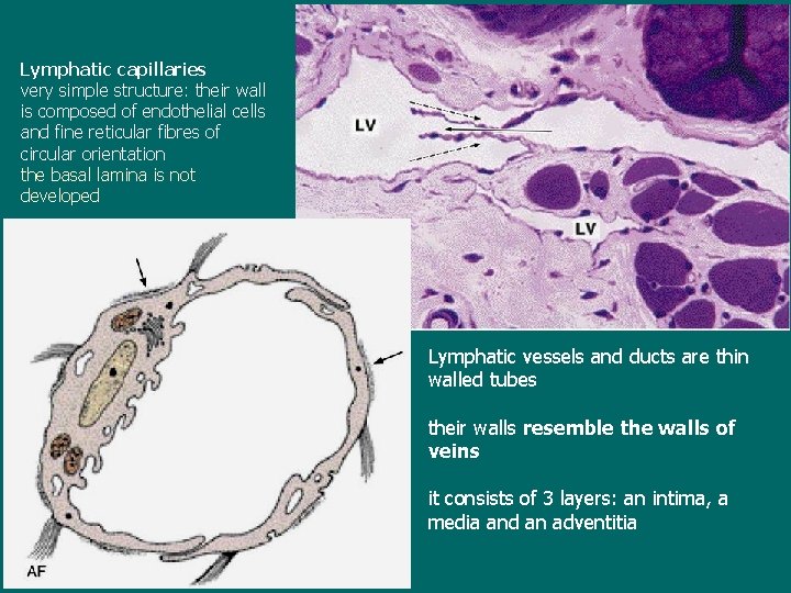 Lymphatic capillaries very simple structure: their wall is composed of endothelial cells and fine