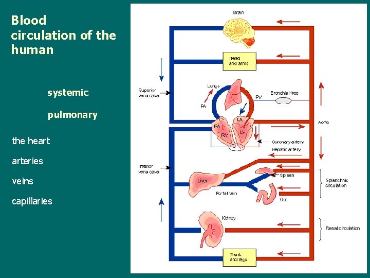 Blood circulation of the human systemic pulmonary the heart arteries veins capillaries 