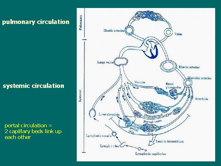 pulmonary circulation systemic circulation portal circulation = 2 capillary beds link up each other