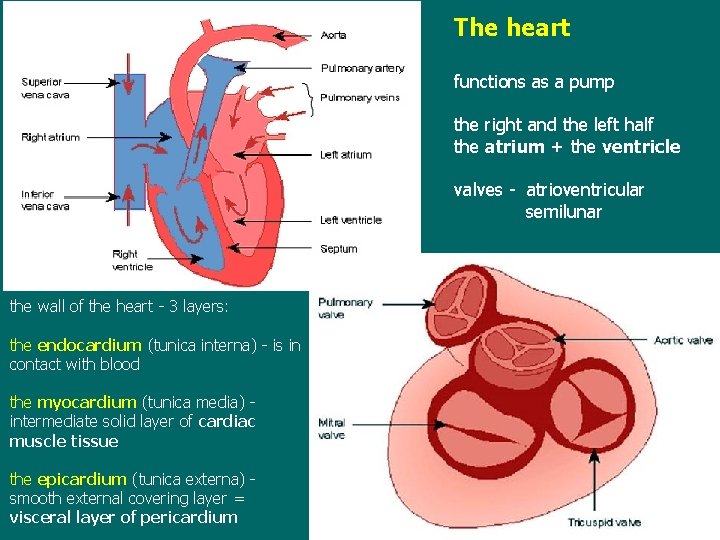 The heart functions as a pump the right and the left half the atrium