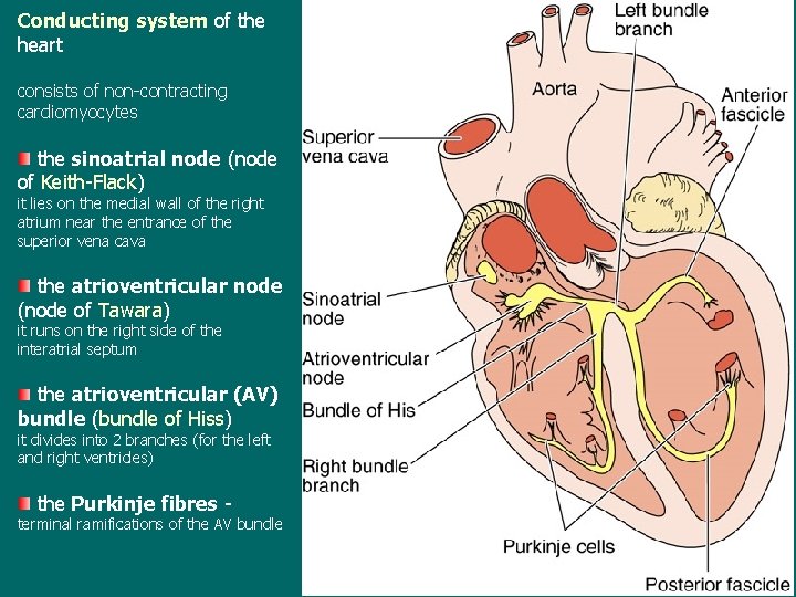 Conducting system of the heart consists of non-contracting cardiomyocytes the sinoatrial node (node of